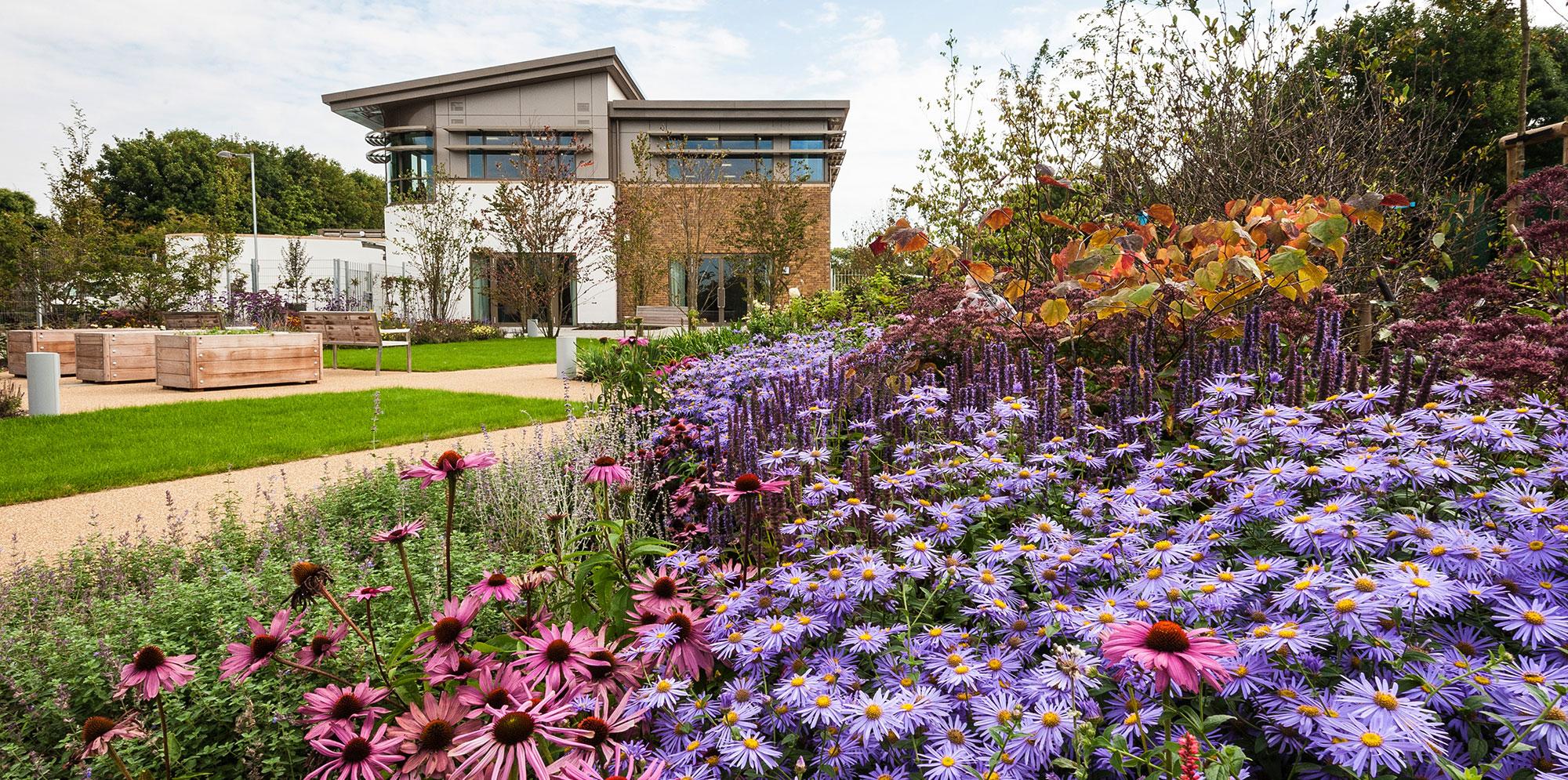 African daisys in front of St Wilfrids hospital